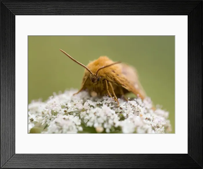Framed Print : Oak Eggar Moth - on flower - Cornwall, UK Framed Print : Oak Eggar Moth - on flower - Cornwall, UK