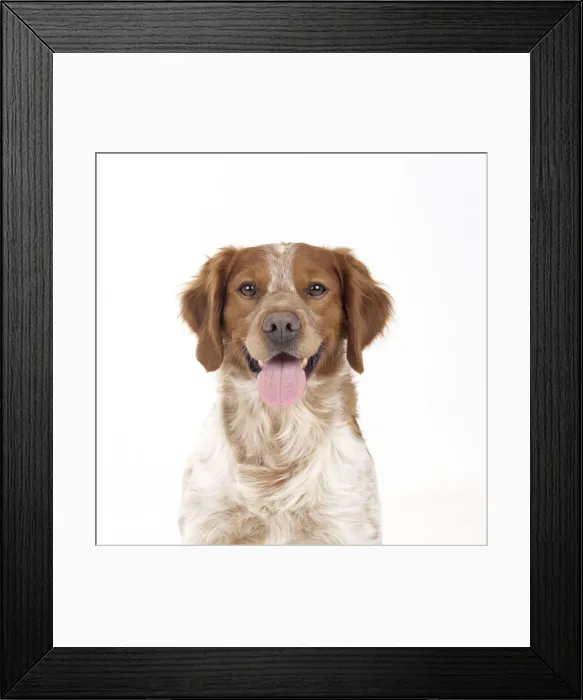 Framed Print : Brittany Dog Framed Print : Brittany Dog