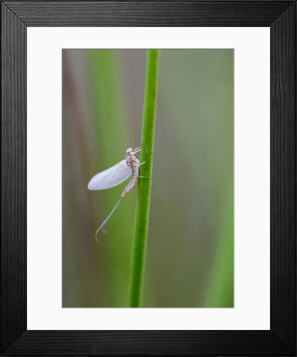 Framed Print : Mayfly - Cornwall - UK Framed Print : Mayfly - Cornwall - UK