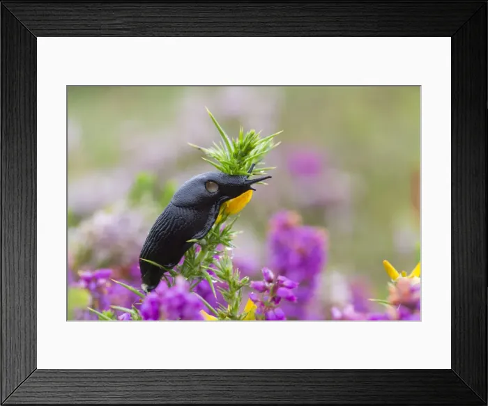 Framed Print : Slug on Gorse - UK Framed Print : Slug on Gorse - UK
