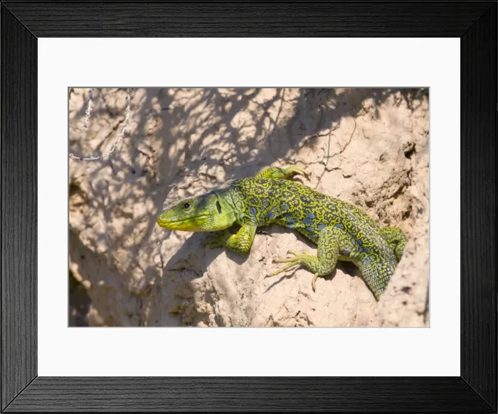 Framed Print : Ocellated Lizard - Spain Framed Print : Ocellated Lizard - Spain