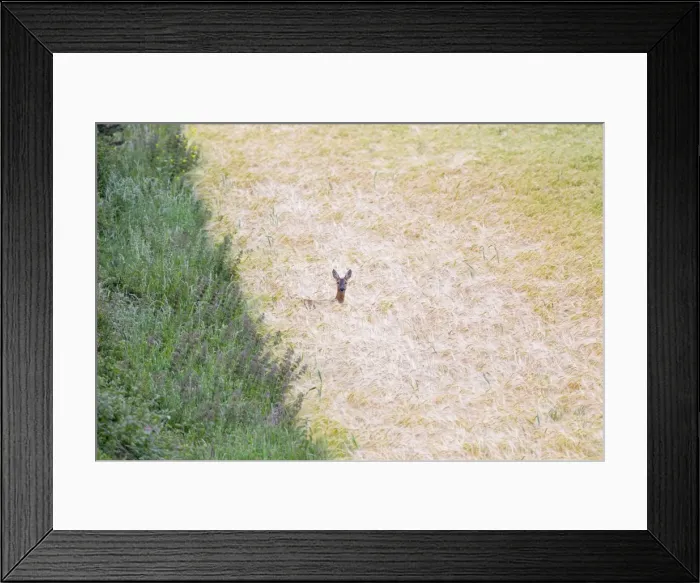 Framed Print : Roe Deer - in Cereal Crop - UK Framed Print : Roe Deer - in Cereal Crop - UK