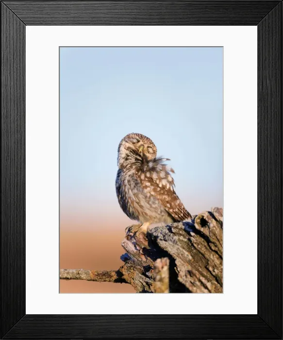 Framed Print : Little Owl - with eyes closed - Spain Framed Print : Little Owl - with eyes closed - Spain