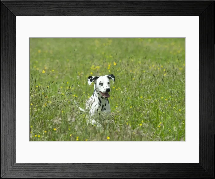 Framed Print : DOG - Dalmatian running through buttercup field Framed Print : DOG - Dalmatian running through buttercup field