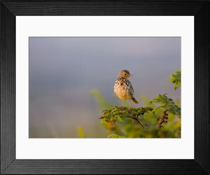Framed Print : Meadow Pipit - Cornwall - UK Framed Print : Meadow Pipit - Cornwall - UK