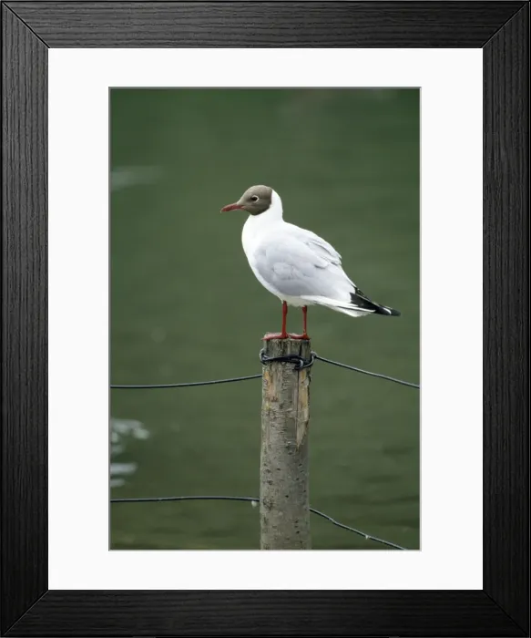 Framed Print : Black-headed Gull Framed Print : Black-headed Gull