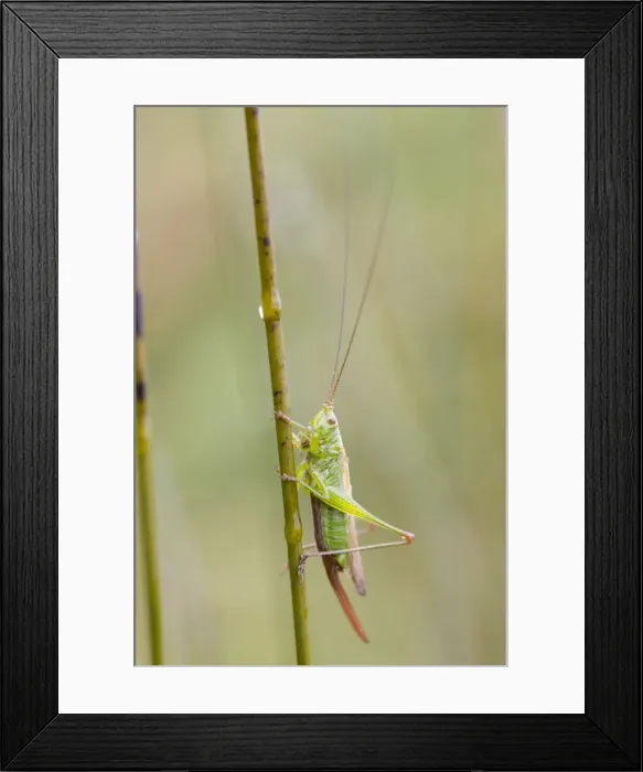 Framed Print : Long Winged Conehead - UK Framed Print : Long Winged Conehead - UK