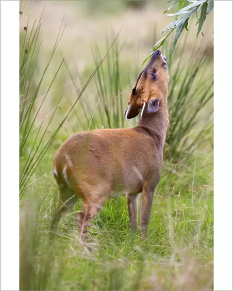 Muntjac Deer - doe feeding - Cornwall - UK