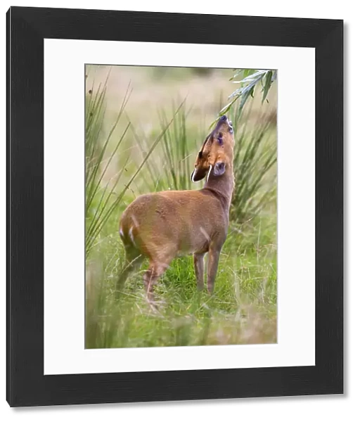Muntjac Deer - doe feeding - Cornwall - UK