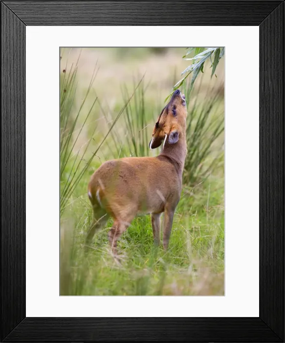 Framed Print : Muntjac Deer - doe feeding - Cornwall - UK Framed Print : Muntjac Deer - doe feeding - Cornwall - UK