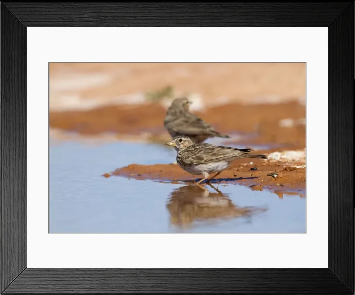 Framed Print : Lesser Short Toed Lark - at pool - Spain Framed Print : Lesser Short Toed Lark - at pool - Spain