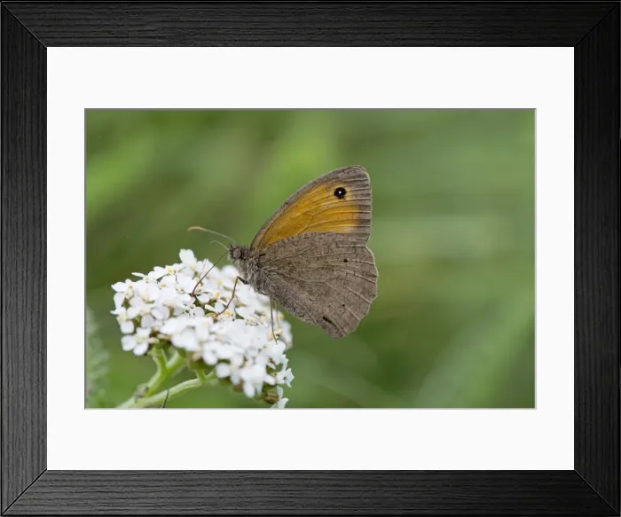 Framed Print : Meadow Brown Butterfly - on flower - UK Framed Print : Meadow Brown Butterfly - on flower - UK
