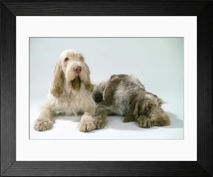 Framed Print : Spinone Dogs Framed Print : Spinone Dogs