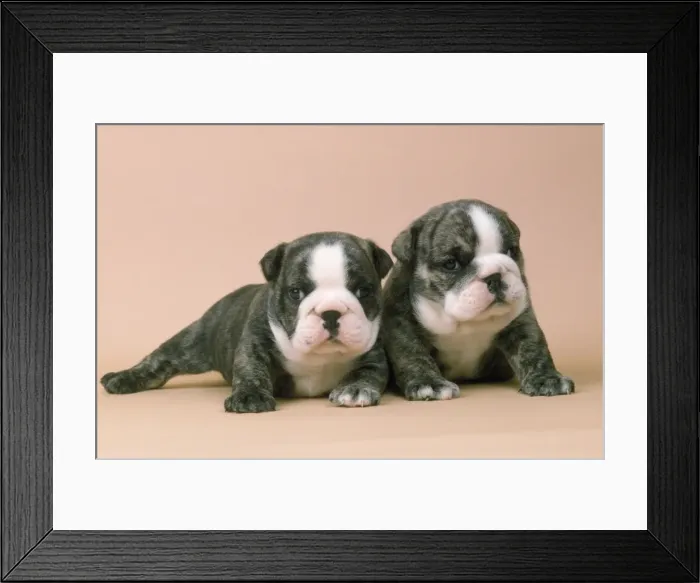 Framed Print : Bulldog - four weeks old Framed Print : Bulldog - four weeks old