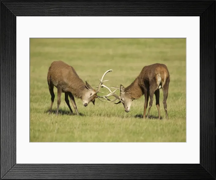 Framed Print : Red Stags - practicing rutting during the rut season - Bushy Park - London - England Framed Print : Red Stags - practicing rutting during the rut season - Bushy Park - London - England