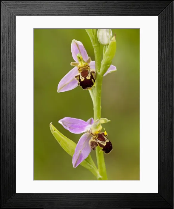 Framed Print : Bee Orchid - close up of flowers showing different angles and stages of flowers - June - Cannock Chase - Staffordshire - England Framed Print : Bee Orchid - close up of flowers showing different angles and stages of flowers - June - Cannock Chase - Staffordshire - England