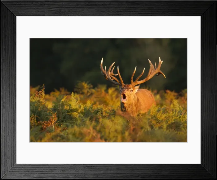 Framed Print : Red Stag - bellowing during rutting season - Bushy Park - London - England