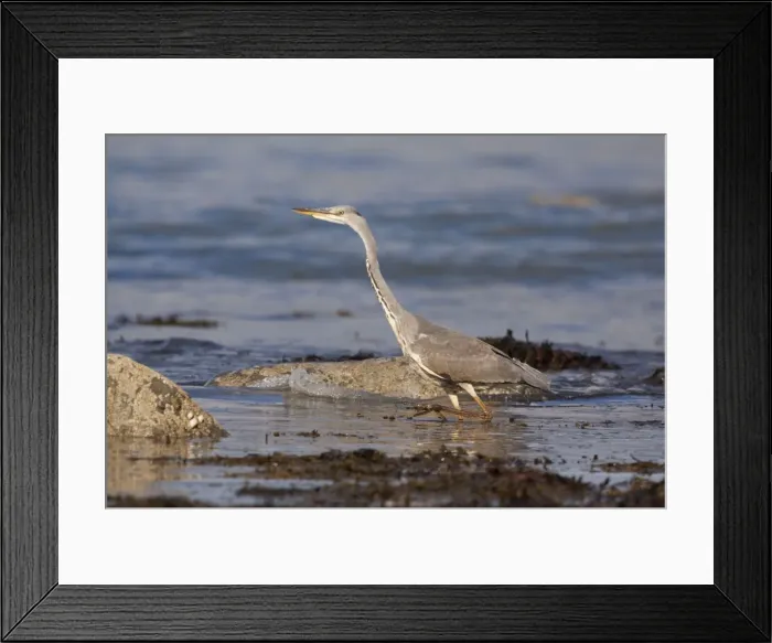 Framed Print : Grey Heron - walking through rockpools looking for food - Shell Island - North Wales - UK Framed Print : Grey Heron - walking through rockpools looking for food - Shell Island - North Wales - UK