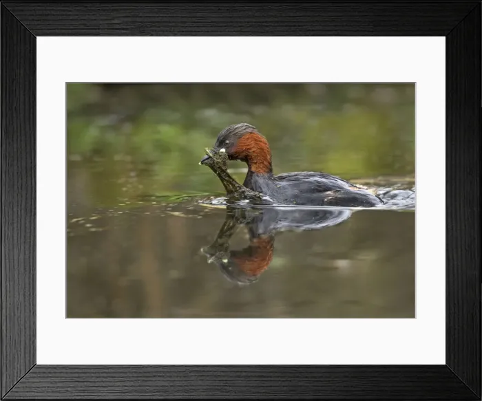 Framed Print : Little Grebe - carrying vegetation for nest material back to nest - Cromford - Derbyshire - England Framed Print : Little Grebe - carrying vegetation for nest material back to nest - Cromford - Derbyshire - England