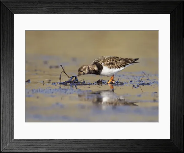 Framed Print : Turnstone - looking for food along shoreline - Bamburgh - England