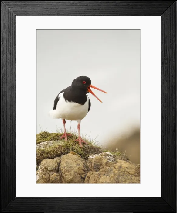 Framed Print : Oystercatcher - standing on top of rocks and calling out to mark territory - Shetland Islands - Scotland Framed Print : Oystercatcher - standing on top of rocks and calling out to mark territory - Shetland Islands - Scotland