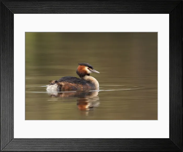Framed Print : Great Crested Grebe - with reflection - April - Telford - England Framed Print : Great Crested Grebe - with reflection - April - Telford - England