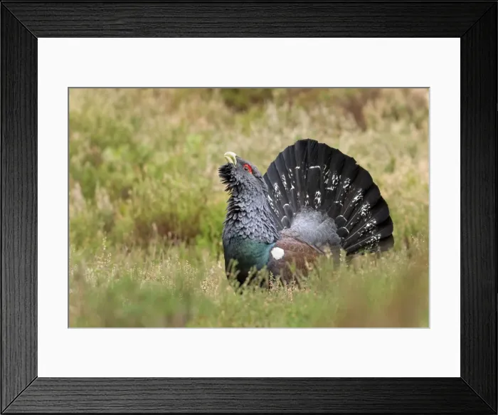 Framed Print : Capercaillie - male displaying amongst heather - February - Scotland Framed Print : Capercaillie - male displaying amongst heather - February - Scotland