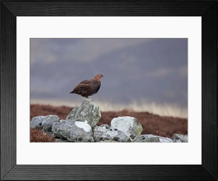 Framed Print : Red Grouse - standing on old stone wall - Scotland - UK Framed Print : Red Grouse - standing on old stone wall - Scotland - UK
