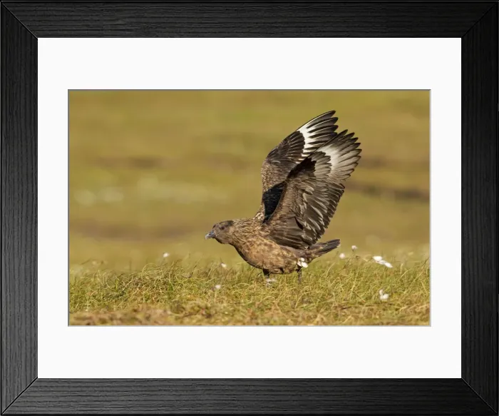 Framed Print : Great Skua - stretching wings before taking off - Herma Ness - Shetland Islands - Scotland - UK Framed Print : Great Skua - stretching wings before taking off - Herma Ness - Shetland Islands - Scotland - UK