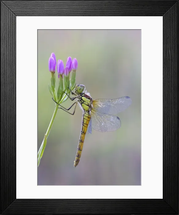 Framed Print : Common Darter Dragonfly - resting on Common Centaury flower - July - Cannock Chase - Staffordshire - England Framed Print : Common Darter Dragonfly - resting on Common Centaury flower - July - Cannock Chase - Staffordshire - England