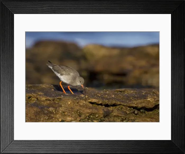 Framed Print : Redshank - looking for food on top of rocks - Burghead - Scotland - UK Framed Print : Redshank - looking for food on top of rocks - Burghead - Scotland - UK