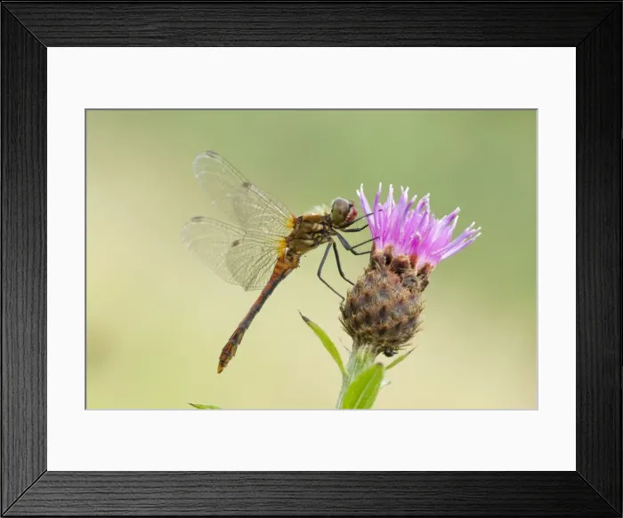 Framed Print : Common Darter - resting on Knapweed flower - male - August - Cannock Chase - Staffordshire - England Framed Print : Common Darter - resting on Knapweed flower - male - August - Cannock Chase - Staffordshire - England