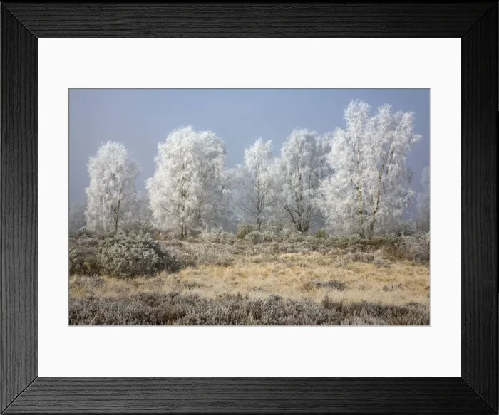 Framed Print : Silverbirch Trees covered in hoar frost on Cannock Chase - Cannock - Staffordshire - England Framed Print : Silverbirch Trees covered in hoar frost on Cannock Chase - Cannock - Staffordshire - England