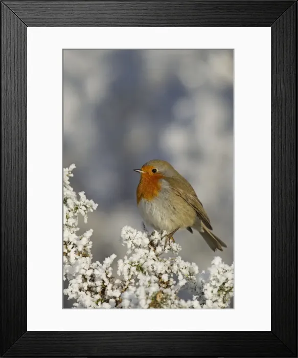 Framed Print : Robin - perched on a hoar frost Gorse bush on a beautiful winters morning - December - Cannock Chase - Staffordshire - England Framed Print : Robin - perched on a hoar frost Gorse bush on a beautiful winters morning - December - Cannock Chase - Staffordshire - England