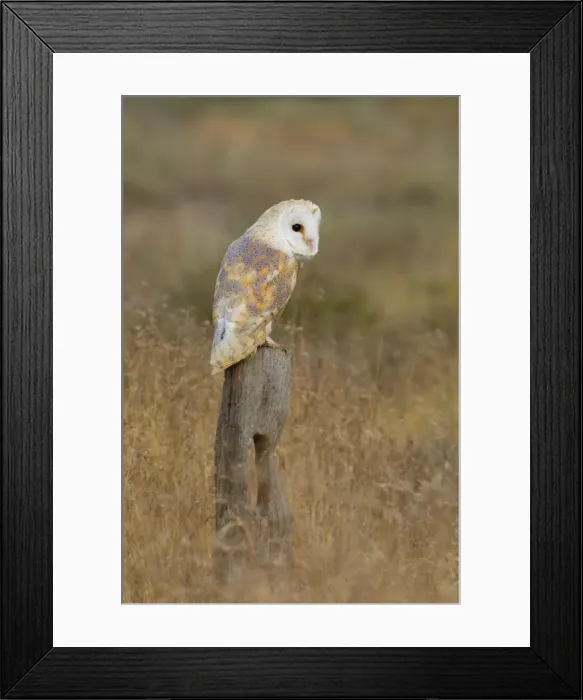 Framed Print : Barn Owl - perched on old fence post in meadow - August - Staffordshire - England Framed Print : Barn Owl - perched on old fence post in meadow - August - Staffordshire - England