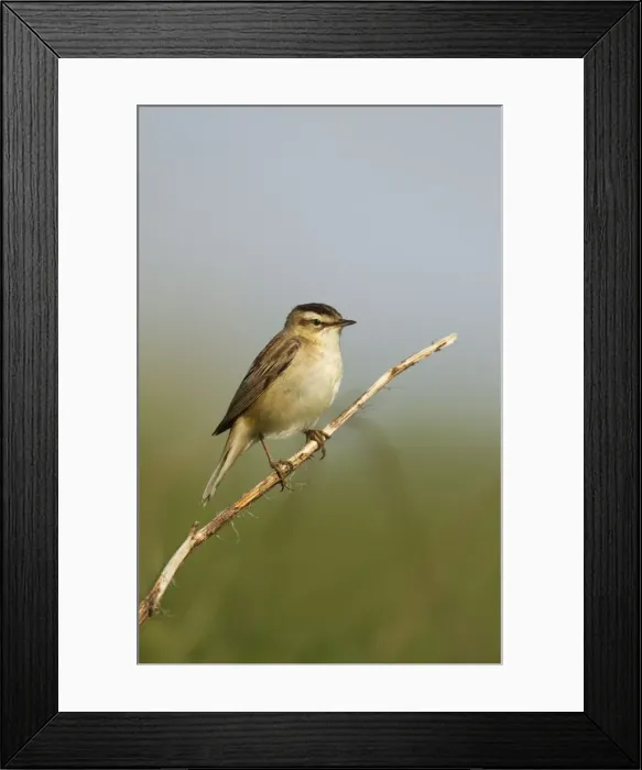 Framed Print : Willow Warbler - perched on vegetation in the early morning sunshine - Bempton cliffs - England Framed Print : Willow Warbler - perched on vegetation in the early morning sunshine - Bempton cliffs - England