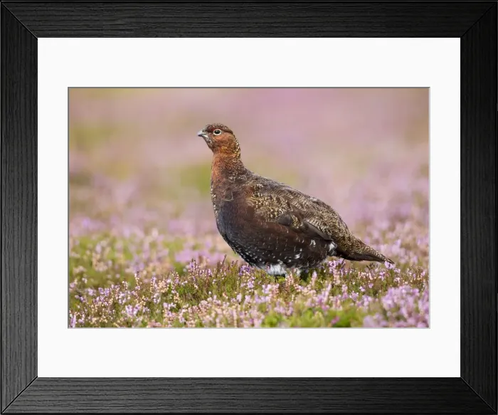 Framed Print : Red Grouse - standing in flowering heather on the yorkshire moors - Grinton - Yorkshire - August Framed Print : Red Grouse - standing in flowering heather on the yorkshire moors - Grinton - Yorkshire - August