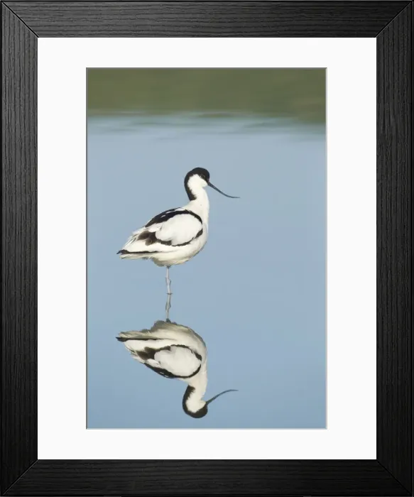 Framed Print : Avocet - standing in shallow water with reflection in early morning sunshine - April - Texel - Netherlands Framed Print : Avocet - standing in shallow water with reflection in early morning sunshine - April - Texel - Netherlands