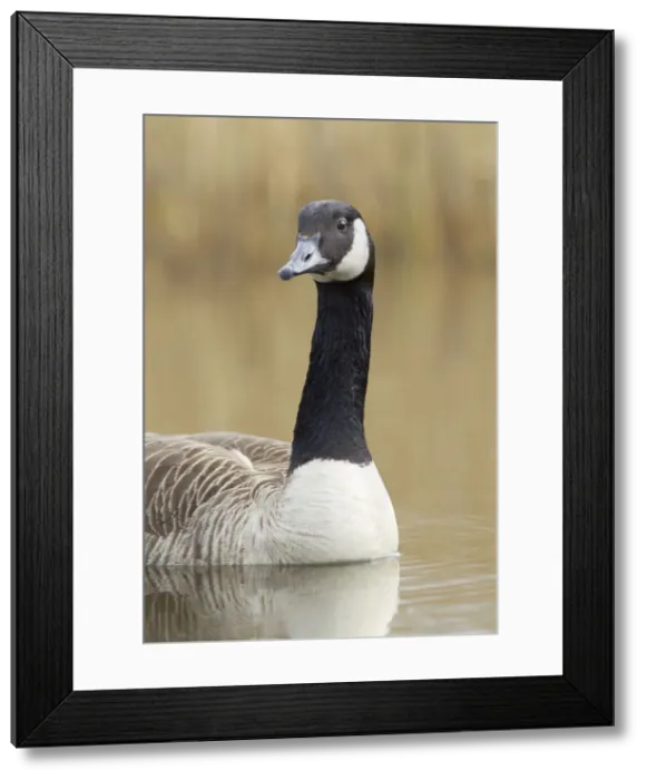 Framed Print : Canada Goose - portrait - April - Cannock - Staffordshire - England Framed Print : Canada Goose - portrait - April - Cannock - Staffordshire - England
