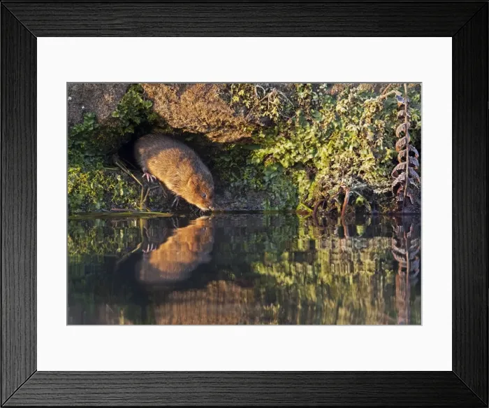 Framed Print : European / Northern Water Vole - along canal bank with reflection in early morning light - Cromford - Derbyshire - England Framed Print : European / Northern Water Vole - along canal bank with reflection in early morning light - Cromford - Derbyshire - England