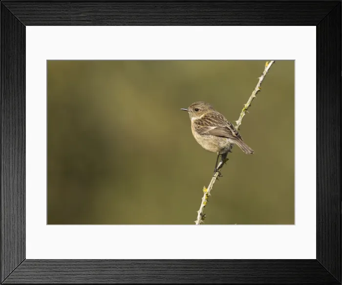 Framed Print : Stonechat - female perched on an old bramble stick - May - Cannock Chase, Staffordshire, England Framed Print : Stonechat - female perched on an old bramble stick - May - Cannock Chase, Staffordshire, England