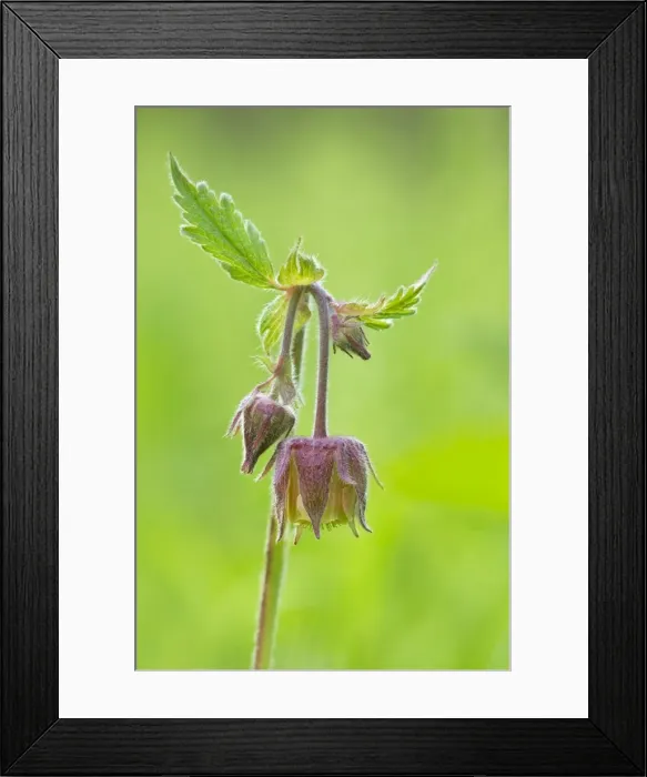 Framed Print : Water Avens - showing close up of flower head in flower - May - Longdon - Staffordshire - England Framed Print : Water Avens - showing close up of flower head in flower - May - Longdon - Staffordshire - England