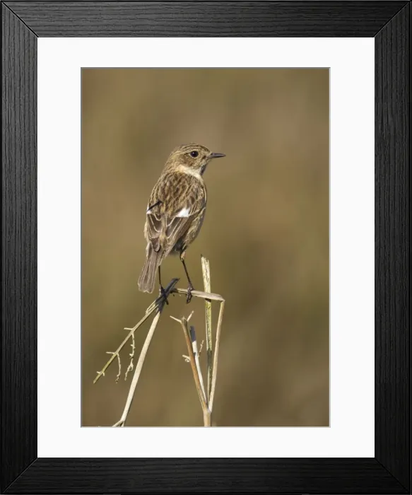 Framed Print : Stonechat - female standing on top of old bracken and keeping watch - May - Cannock Chase - Staffordshire - England