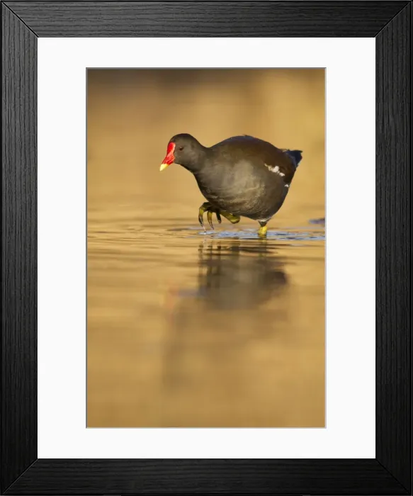 Framed Print : Moorhen - walking though golden coloured water in early morning sunshine - Cannock - Staffordshire - England Framed Print : Moorhen - walking though golden coloured water in early morning sunshine - Cannock - Staffordshire - England