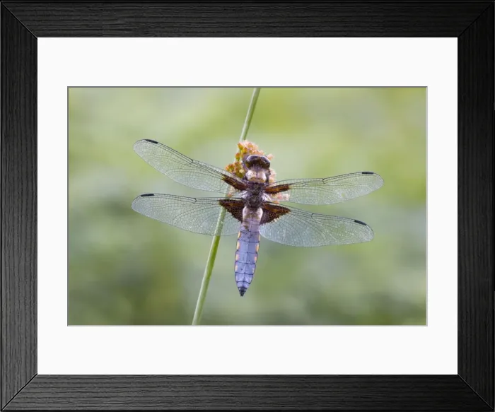 Framed Print : Broad Bodied Chaser - dragonfly resting on vegetation - Cannock Chase - Staffordshire - England Framed Print : Broad Bodied Chaser - dragonfly resting on vegetation - Cannock Chase - Staffordshire - England