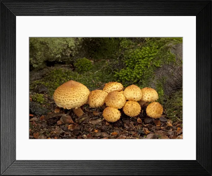 Framed Print : Shaggy Pholiota - growing in woodland habitat - Padley - Derbyshire - England Framed Print : Shaggy Pholiota - growing in woodland habitat - Padley - Derbyshire - England