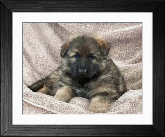 Framed Print : DOG - German shepherd dog - puppy sitting on blankets Framed Print : DOG - German shepherd dog - puppy sitting on blankets