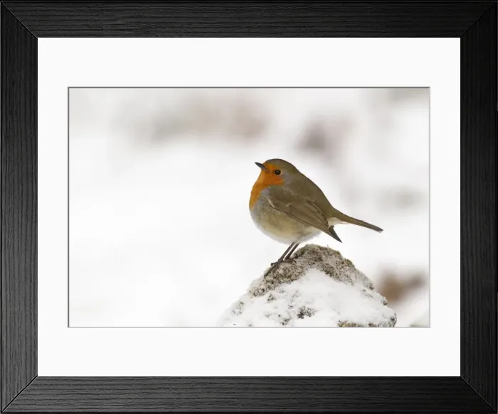 Framed Print : Robin - on a cold winters morning - December - Cannock Chase - Staffordshire - England Framed Print : Robin - on a cold winters morning - December - Cannock Chase - Staffordshire - England