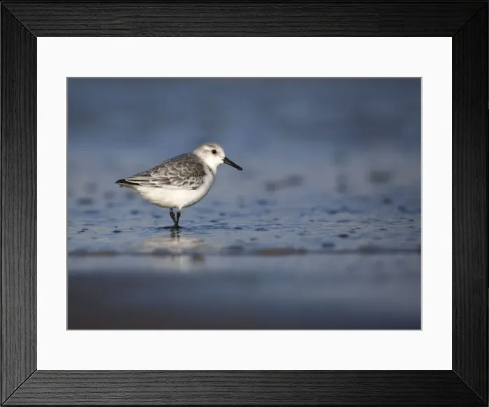 Framed Print : Sanderling - standing along shoreline - December - Lincolnshire - England Framed Print : Sanderling - standing along shoreline - December - Lincolnshire - England