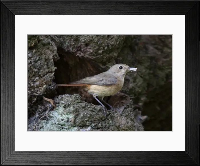 Framed Print : Redstart - female with food for young standing outside nest site - June - Cannock Chase, Staffordshire, England Framed Print : Redstart - female with food for young standing outside nest site - June - Cannock Chase, Staffordshire, England